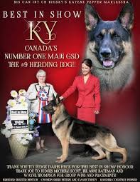 We strive to select the perfect families and homes for our puppies and dogs: Cloverlane German Shepherds Home