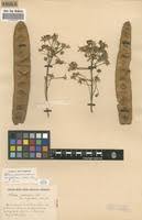 Image result for Albizia glaberrima