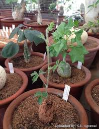 Image result for Cyphostemma