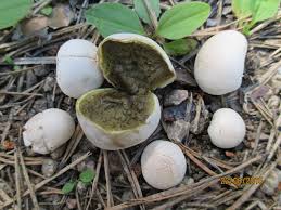 Image result for Bulbostylis pusilla