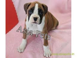 Boxers are stocky and medium in size with strong jaws and a powerful bite. Boxer Puppy For Sale In Kathmandu Best Price In Nepal