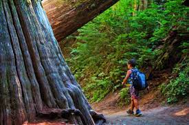 Walk the trail to discover the grandeur and peace of this island. Grove Of The Patriarchs Old Growth Forest Hiking In Mt Rainier National Park