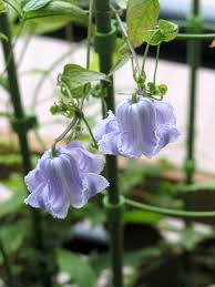 We did not find results for: Clematis Crispa Angel