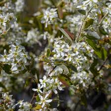 Image result for Amelanchier alnifolia
