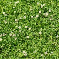 How you can prevent the growth of clover in your lawn. How To Get Rid Of Clover On Your Lawn Shades Of Green Lawn Landscape