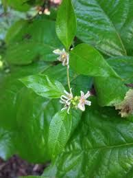 Image result for Marsdenia