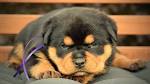 Youth , Puppy and adult Rottweilers for sale