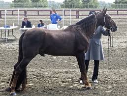 $20,000 for sale horse id: Tennessee Walking Horse Wikipedia