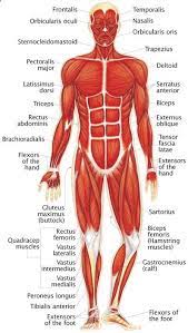 Muscle tissue has four main properties: The Human Muscular System Human Muscular System Medical Anatomy Human Body Anatomy
