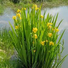 Image result for Iris pseudacorus
