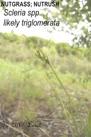 Image result for Scleria lacustris