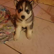 Find Cute Puppies For Sale From Responsible Dog Breeders In Florida Find Your Breeder And Puppy Now Cute Baby Dogs Dog Breeder Dog Breeders Near Me
