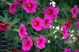 Image result for foto petúnie