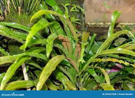 Image result for Asplenium africanum