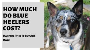 Advertise, sell, buy and rehome australian cattle dog dogs and puppies with pets4homes. How Much Do Blue Heelers Cost Average Price To Buy And Own