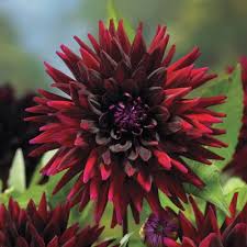 Cactus Dahlia Black Narcissus K Van Bourgondien In 2020 Showy Flowers Cactus Types Flower Pots