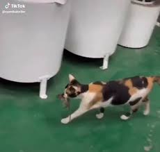 Tik Tok Friends Les Meilleures Videos Tik Tok Friends Les Meilleures Tik Tok Videos In 2020 Funny Animals Funny Animal Videos Animals Funn