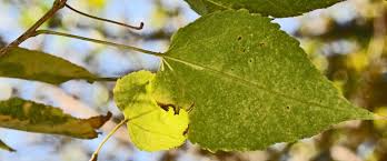 Image result for Croton megalobotrys