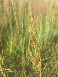 Image result for Sorghastrum nudipes