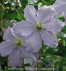 'huldine' is of uncertain lineage, being one of many seedlings bred by francisque morel around 1900 and passed along to william robinson and his staff at gravetye manor in england. Clematis Blue Angel At Digging Dog Nursery