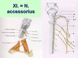 نتیجه جستجوی لغت [accessorius] در گوگل