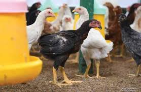 May 14, 2021 · bentuk dan model kaki ayam petarung pukul saraf/ko : Ayam Pukul Mematikan Ko Karakteristik Sisik Kelebihan Melatih