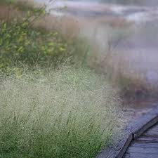 Image result for Panicum eickii