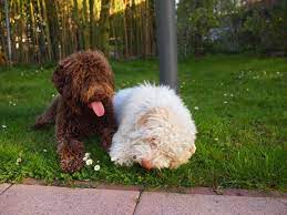 lagotto romagnolo classic look mighty monegat s briony butterfly und emilio italian water dog lagotto romagnolo water dog