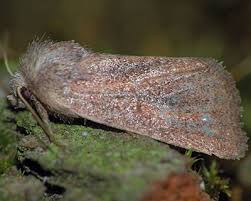 Image result for Photedes fluxa