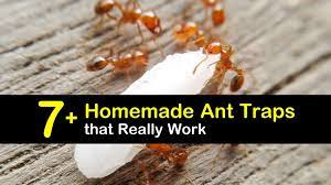By the way, if you're into diy, you can also make the ant trap by yourself. 7 Homemade Ant Traps That Really Work