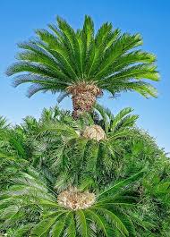Image result for Cycas