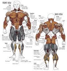 This is a free printable worksheet in pdf format and holds a printable version of the quiz full body muscular anatomy. Bodybuilding 6 Day Gym Workout Schedule