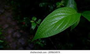 Image result for Piper capense