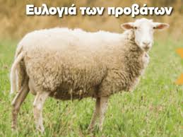 ΠΕΡΙΦΕΡΕΙΑΚΗ ΠΑΡΑΤΑΞΗ «ΠΡΑΞΕΙΣ για την ΜΑΚΕΔΟΝΙΑ» – Η ΕΥΛΟΓΙΑ ΤΩΝ  ΑΙΓΟΠΡΟΒΑΤΩΝ ΑΦΑΝΙΖΕΙ ΤΟ ΖΩΙΚΟ ΚΕΦΑΛΑΙΟ – Εδεσσαϊκή