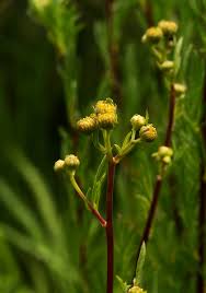 Image result for Schistostephium crataegifolium