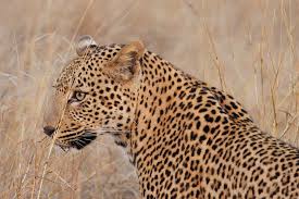 Image result for Sopubia ramosa