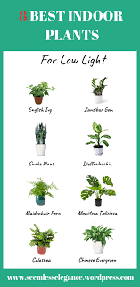This palm is really slow growing, so it's worth buying an advanced specimen to maximise impact. 8 Best Indoor Plants For Low Light Low Light Plants Best Indoor Plants Indoor Plants Low Light