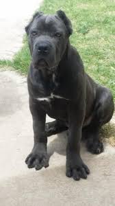 Black Blue Cane Corso Puppies For Sale Iccf And Akc Dual Registered Italiano Cane Corso Pups 1500 1800 Prices Include Full Breeding A Cane Corso Mastiff Puppies British Mastiff