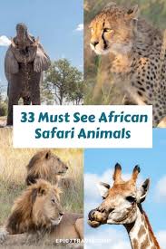 Africa is known for the big five animal pack: African Safari Animals Ultimate Photography Guide 33 Photos Tips Facts Epic7travel Com Adventure Travel Blog African Safari Safari Animals Safari Photography