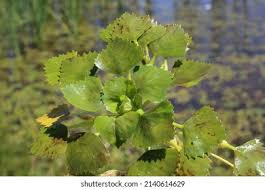 Image result for Trapa natans