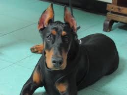Many vets will actually not go near cropping for various reasons. Dog Ear Cropping In Columbus Oh East Columbus Veterinary Hospital