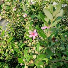 Image result for Ochthocharis