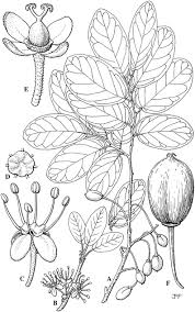 Image result for Drypetes mossambicensis