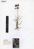 Image result for Pycreus mundtii