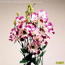 Image result for eustoma flamenco