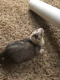 My Second Ferret And 4th Addition To The Family Daxter