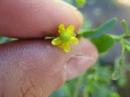 Image result for Ranunculus multifidus