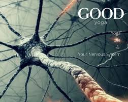 Stretching can lower the nervous system and yoga gives us a unique way to stretch; Yoga Life Your Nervous System With Rinat Perlman H Kore