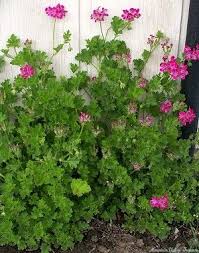 Image result for Pelargonium apetalum