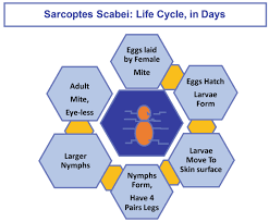 Image result for scabies transmission